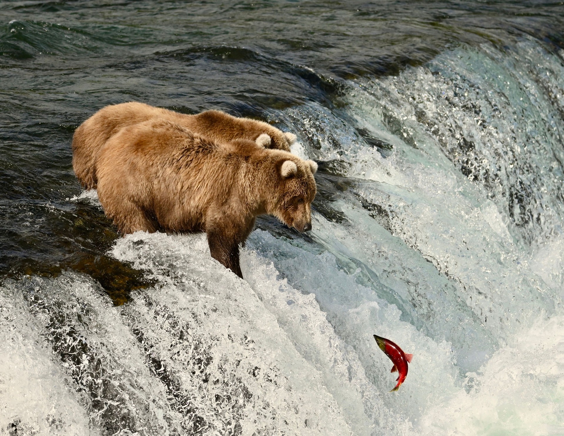 Brown Bears In a River Eating Salmon